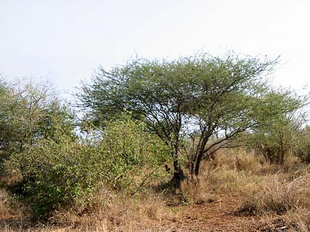 Bäume und Sträucher