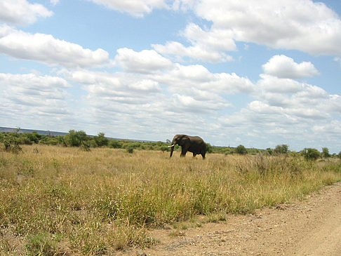 Fotos Elefant | 