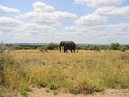 Foto Elefant