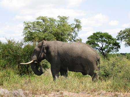 Foto Elefant - 