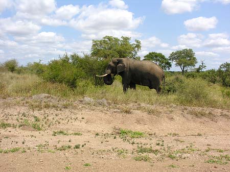 Fotos Elefant