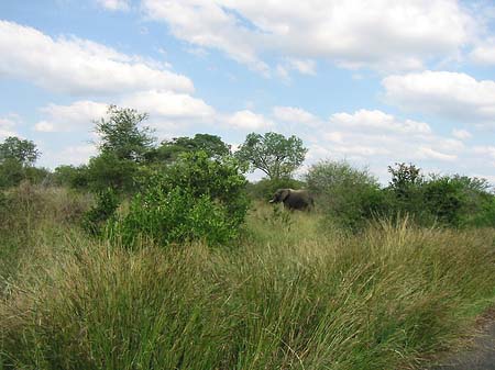 Fotos Elefant