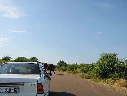 Foto Elefant
