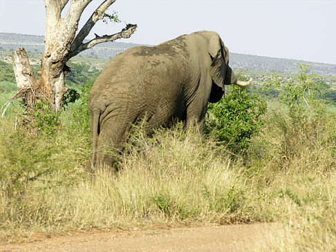 Fotos Elefant
