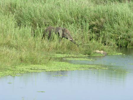 Foto Elefant