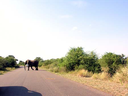 Foto Elefant