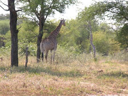 Giraffe Fotos