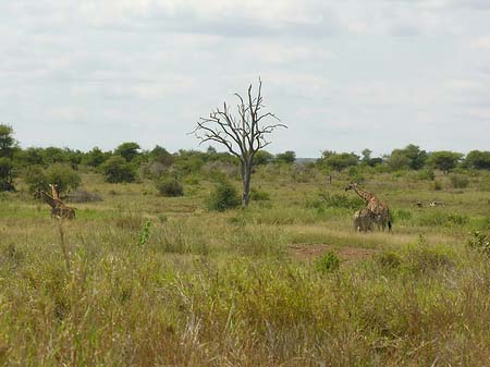 Foto Giraffe - 