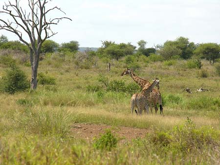 Foto Giraffe