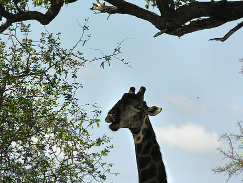 Giraffe Foto 