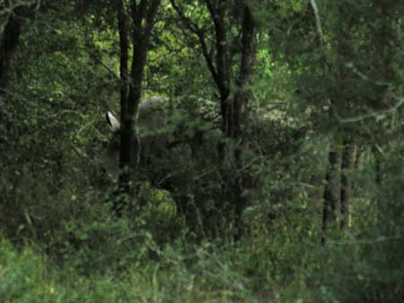 Foto Nashorn