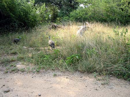 Fotos Vögel