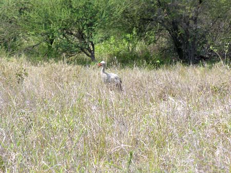 Foto Vögel