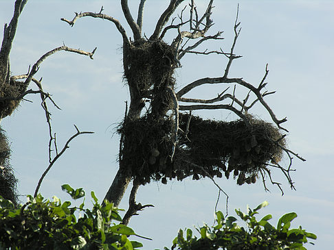 Vögel Fotos