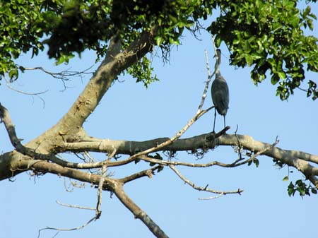 Vögel Fotos