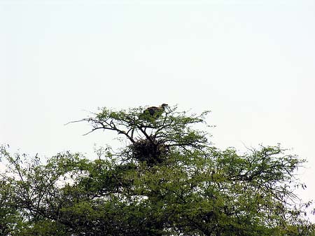 Vögel Foto 