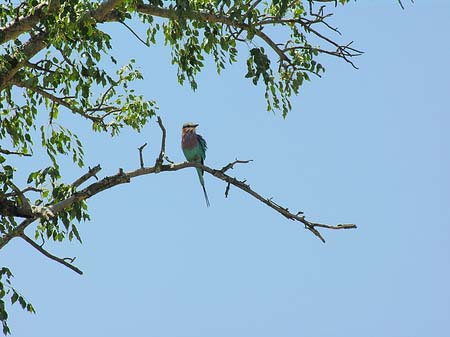 Vögel Foto 