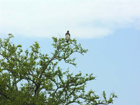 Vögel