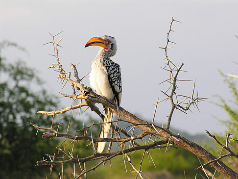 Vögel Fotos