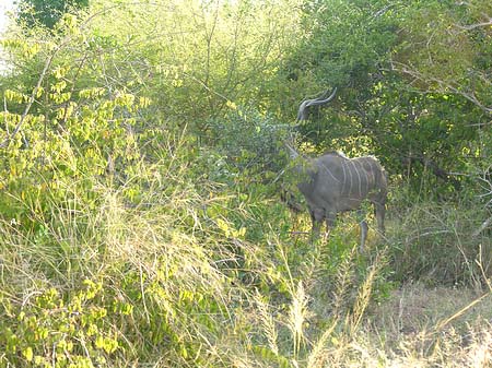 Foto Wild - 