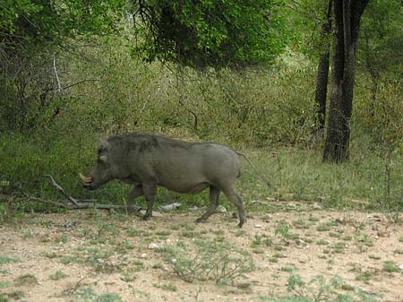 Fotos Wildschwein | 