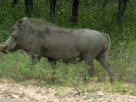 Foto Wildschwein - 