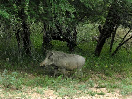 Fotos Wildschwein