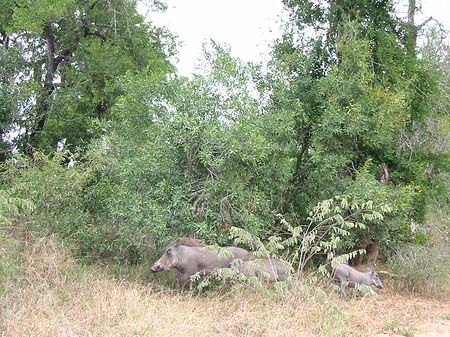 Foto Wildschwein - 
