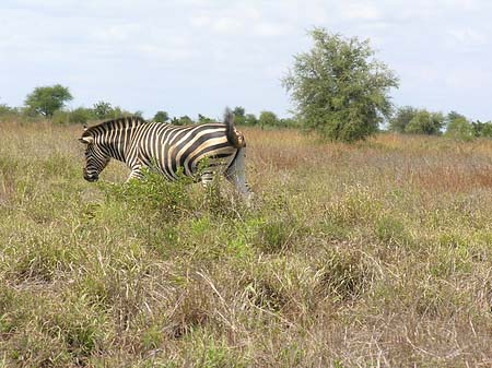 Fotos Zebras | 