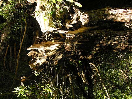 Bäume und Sträucher Fotos