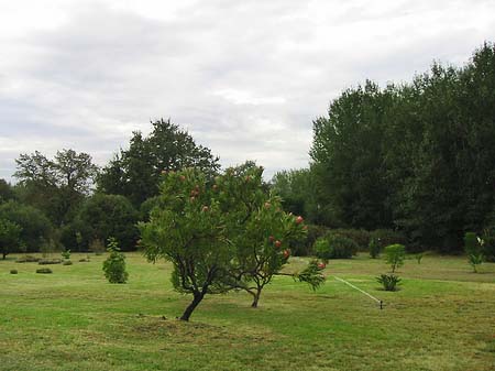 Bäume und Sträucher
