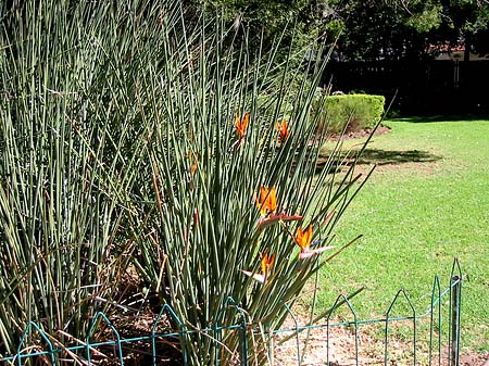 Foto Pflanzen im Company Garden