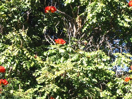 Foto Pflanzen im Company Garden - 