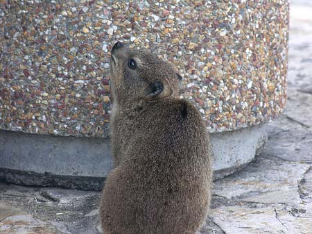 Fotos Kleine Tiere