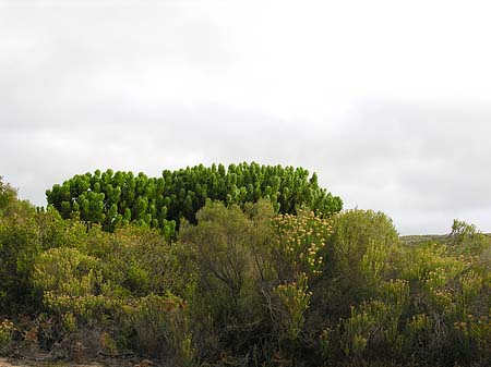 Pflanzen auf dem Tafelberg Foto 