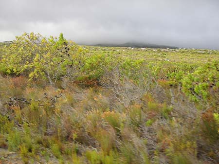 Fotos Pflanzen auf dem Tafelberg | 
