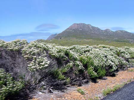 Pflanzen auf dem Tafelberg Fotos