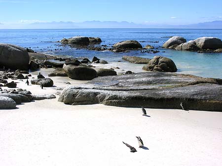 Pinguine am Strand Fotos