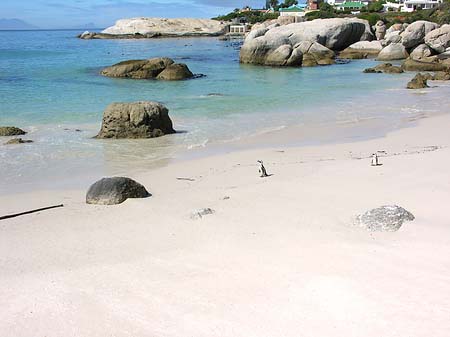 Fotos Pinguine am Strand