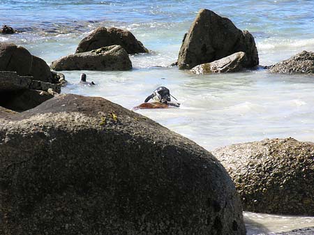 Pinguine am Strand Foto 