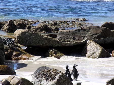 Fotos Pinguine am Strand | 