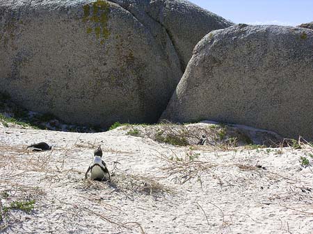 Foto Pinguine am Strand - 