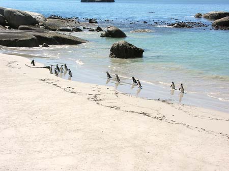 Foto Pinguine am Strand - 