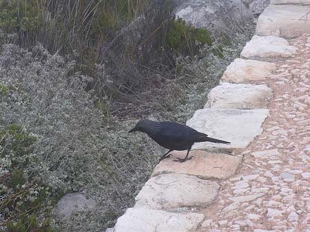 Vögel Foto 